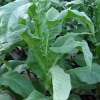 Tabak, Rauchtabak Gold Leaf Orinoco - Nicotiana tabacum - Samen