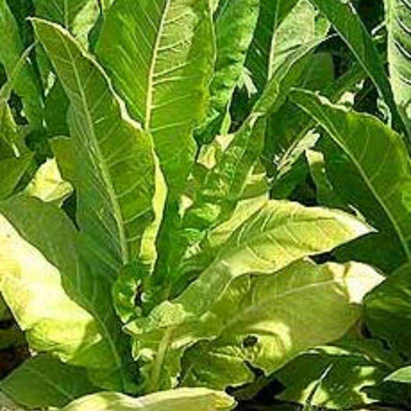 Echte Burley,Tabakpflanze,Exotischer Blickfang,NicotianaTabacum,Rauchtabak,Klein
