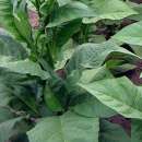 Tabak, Rauchtabak Golden Harvest - Nicotiana tabacum - Samen