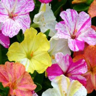 Wunderblume Marbles, Mix gesprenkelt - Mirabilis jalapa - BIOSAMEN