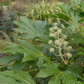 Fatsia Zimmeraralie - Fatsia japonica - Samen