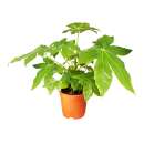 Fatsia Zimmeraralie - Fatsia japonica - Samen