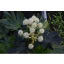 Fatsia Zimmeraralie - Fatsia japonica - Samen