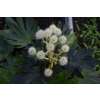 Fatsia Zimmeraralie - Fatsia japonica - Samen