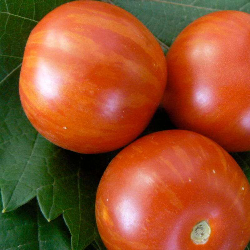 Tomate Tiger Tom - Solanum Lycopersicum - BIOSAMEN