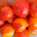 Tomate Anawine - Solanum Lycopersicum - BIOSAMEN