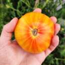 Tomate Copia - Solanum Lycopersicum - BIOSAMEN