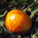 Tomate Copia - Solanum Lycopersicum - BIOSAMEN