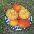 Tomate Mennonite German Gold - Solanum Lycopersicum - BIOSAMEN