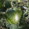 Tomate Musk Zebra - Solanum Lycopersicum - BIOSAMEN