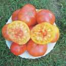 Tomate Ananas - Solanum Lycopersicum - BIOSAMEN