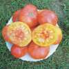 Tomate Ananas - Solanum Lycopersicum - BIOSAMEN