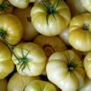 Tomate Beauté Blanche du Canada - Solanum...