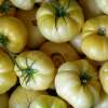 Tomate Beauté Blanche du Canada - Solanum Lycopersicum - BIOSAMEN