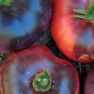 Tomate Blue Beauty - Solanum Lycopersicum - BIOSAMEN