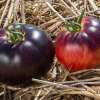 Tomate Persuasion - Solanum Lycopersicum - BIOSAMEN