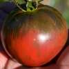 Tomate Russian Cossack - Solanum Lycopersicum - BIOSAMEN