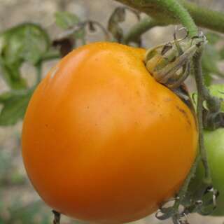 Tomate Délice dOr - Solanum Lycopersicum - BIOSAMEN