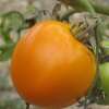 Tomate Délice dOr - Solanum Lycopersicum - BIOSAMEN