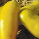 Tomate Banana Legs - Solanum Lycopersicum - BIOSAMEN