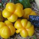 Tomate Jaune à Farcir - Solanum Lycopersicum -...