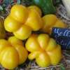 Tomate Jaune à Farcir - Solanum Lycopersicum - BIOSAMEN