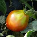 Tomate Black Pear - Solanum Lycopersicum - BIOSAMEN