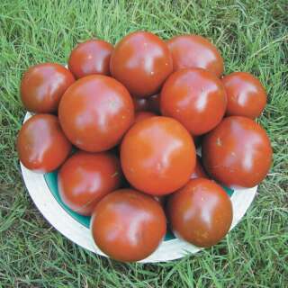 Tomate Black Sea Man - Solanum Lycopersicum - BIOSAMEN