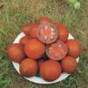 Tomate Black Sea Man - Solanum Lycopersicum - BIOSAMEN