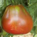 Tomate Bédouin - Solanum Lycopersicum - BIOSAMEN