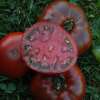 Tomate Paul Robeson - Solanum Lycopersicum - BIOSAMEN