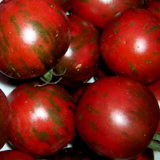 Tomate Violet Jasper - Solanum Lycopersicum - BIOSAMEN