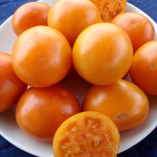 Tomate Orange Queen - Solanum Lycopersicum - BIOSAMEN