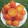 Tomate Orange Queen - Solanum Lycopersicum - BIOSAMEN
