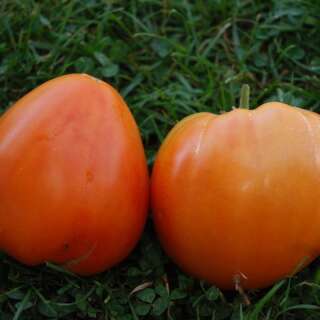 Tomate Coeur de Boeuf Orange - Solanum Lycopersicum -...