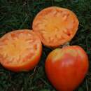 Tomate Coeur de Boeuf Orange - Solanum Lycopersicum -...