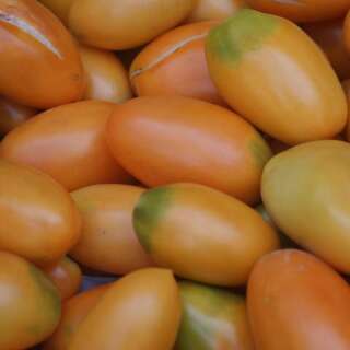 Tomate Orange Banana - Solanum Lycopersicum - BIOSAMEN