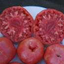 Tomate 1884 - Solanum Lycopersicum - BIOSAMEN