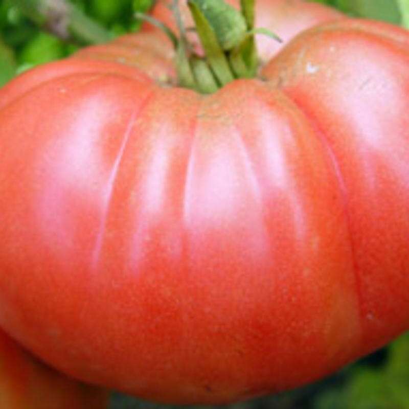 Tomate Brandywine Pink Joyces Strain - Solanum Lycopersicum - BIOSAMEN