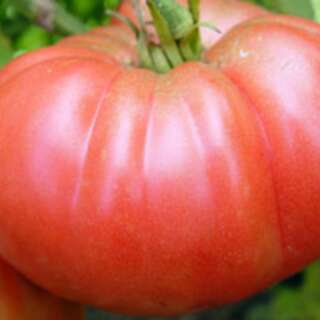 Tomate Brandywine Pink Joyces Strain - Solanum...