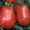 Tomate Ukrainian Pear - Solanum Lycopersicum - BIOSAMEN