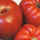 Tomate Bear Claw - Solanum Lycopersicum - BIOSAMEN