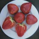 Tomate Coeur de Boeuf Akers - Solanum Lycopersicum - BIOSAMEN