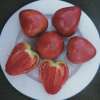 Tomate Coeur de Boeuf Akers - Solanum Lycopersicum - BIOSAMEN