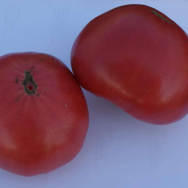 Tomate Coeur de Boeuf Hongrois - Solanum Lycopersicum - BIOSAMEN