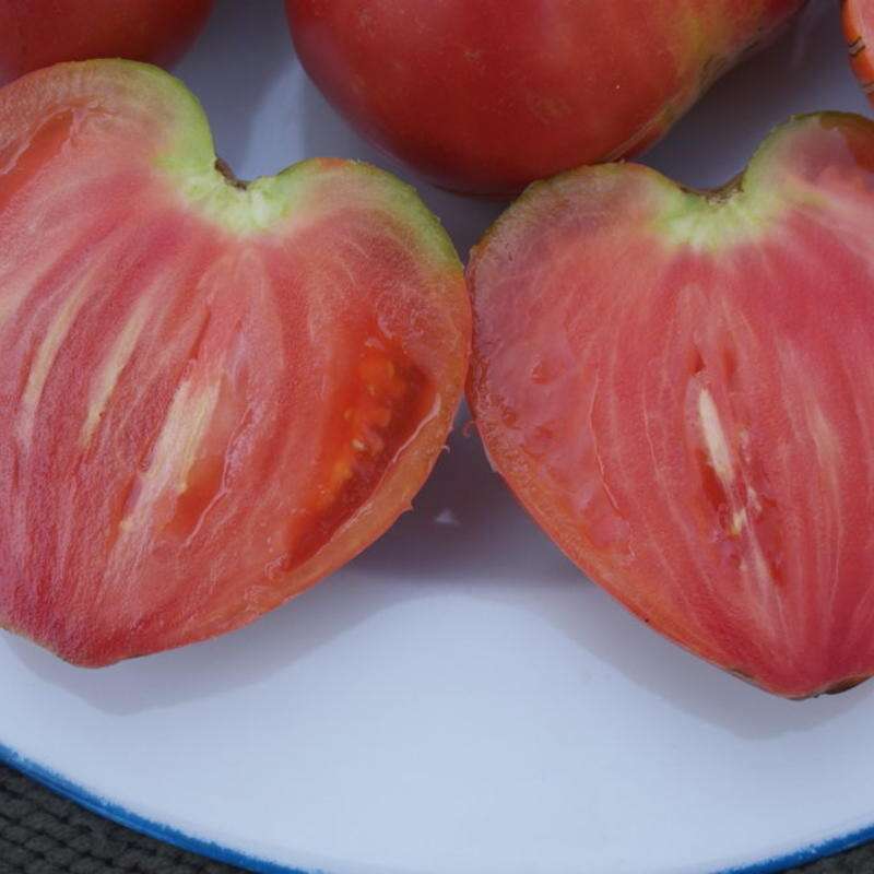 Tomate Coeur de Boeuf Japonais - Solanum Lycopersicum - BIOSAMEN