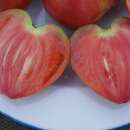 Tomate Coeur de Boeuf Japonais - Solanum Lycopersicum -...
