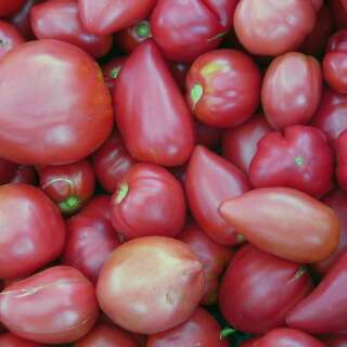 Tomate Coeur de Boeuf Russe - Solanum Lycopersicum - BIOSAMEN