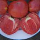 Tomate Coeur de Boeuf Slankard - Solanum Lycopersicum - BIOSAMEN