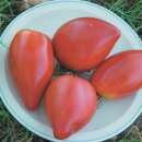 Tomate Coeur de Boeuf Sweet Heart - Solanum Lycopersicum...